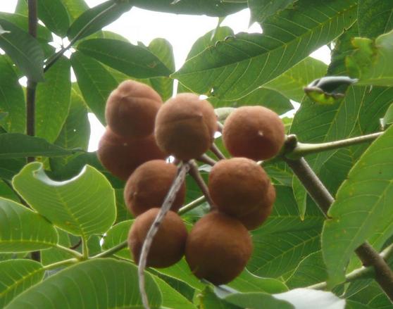 Aesculus seeds Buckeye Horse Chestnut